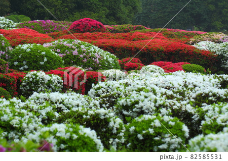 咲き誇る情熱の花 咲き誇る情熱の花 82585531