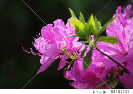 咲き誇る情熱の花 咲き誇る情熱の花 82585532
