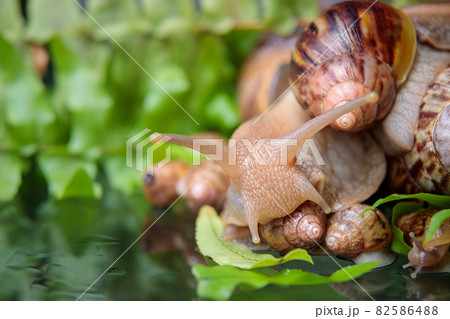 A large white snail with small snails is crawling along the branches of the plant. 82586488