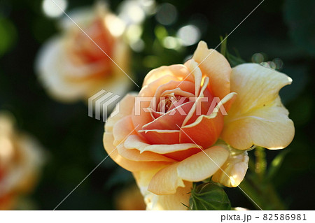 花の女王 82586981