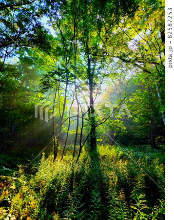 木漏れ日の木 木漏れ日の木 82587253