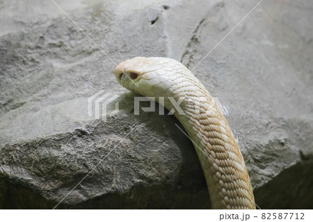 White albino cobra in the glass cabinet being an albino snake caused by mutation disorder causing recessive genes in heredity of that animal in an albino animal 82587712
