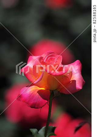 花の女王 花の女王 82588165