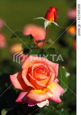 花の女王 花の女王 82588166