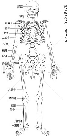 部位名を記載した骨格のイラストのイラスト素材 5579