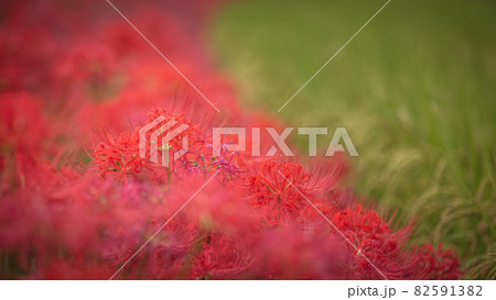奈良県の絶景 一言主神社の彼岸花の写真素材 5913