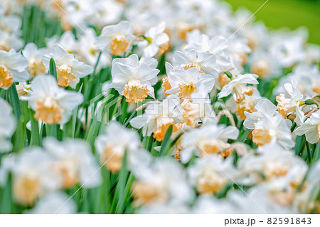 Blooming white daffodils (also known as jonquils and narcissus) in a park. Close-up, selective focus. Blooming white daffodils (also known as jonquils and narcissus) in a park. Close-up, selective focus. 82591843