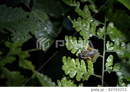 Red-eyed frog on fern leaves 82593252