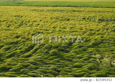 農業イメージ(稲作:刈取り前) 農業イメージ(稲作:刈取り前) 82594352