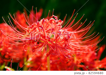 ヒガンバナ(リコリス) 82594680