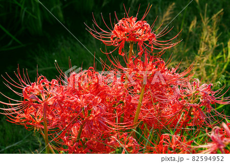 Lycoris radiata Herb Lycoris radiata Herb 82594952