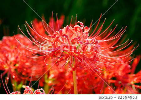 Lycoris radiata Herb 82594953
