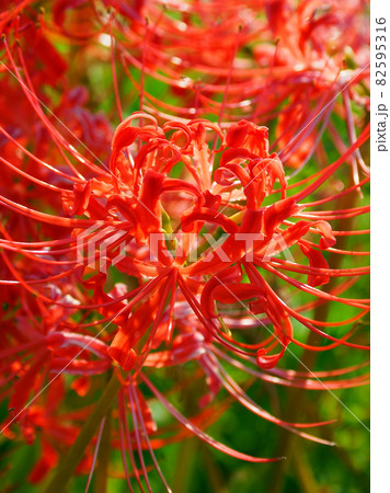 Lycoris radiata Herb Lycoris radiata Herb 82595316