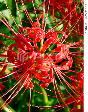 Lycoris radiata Herb 82595333