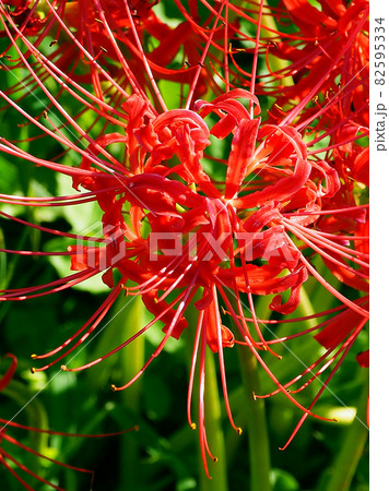Lycoris radiata Herb Lycoris radiata Herb 82595334