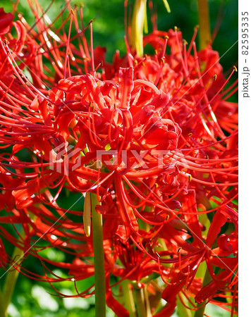 Lycoris radiata Herb 82595335