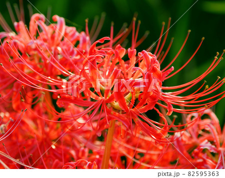 Lycoris radiata Herb 82595363