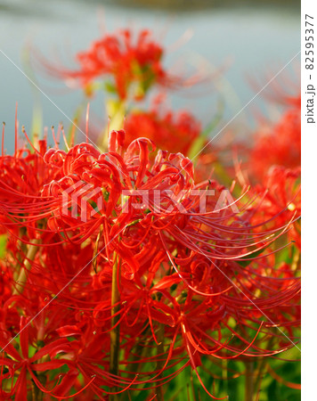 Lycoris radiata Herb 82595377