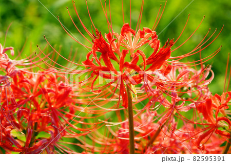 Lycoris radiata Herb Lycoris radiata Herb 82595391