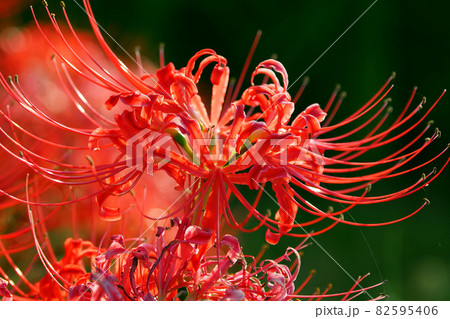 Lycoris radiata Herb Lycoris radiata Herb 82595406