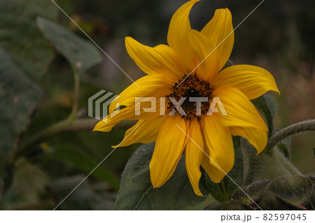 Small yellow sunflower flower in a rural vegetable garden. Small yellow sunflower flower in a rural vegetable garden. 82597045