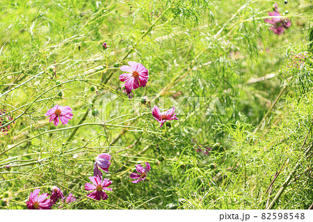 神奈川県横須賀市久里浜の花の名所の久里浜花の国のコスモスの写真素材