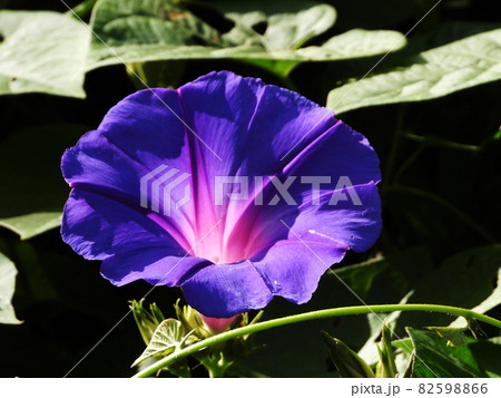 アサガオ Japanese morning-glory アサガオ Japanese morning-glory 82598866