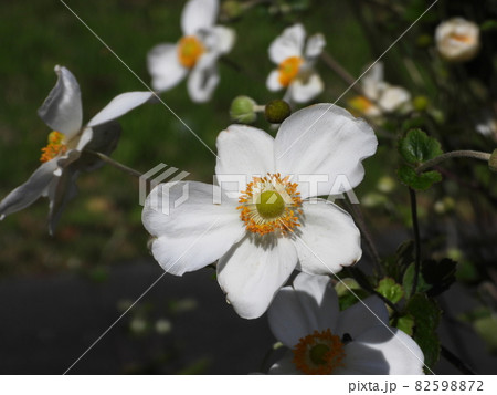 シュウメイギク　Japanese anemone 82598872