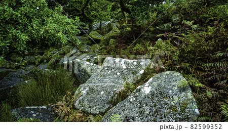 Wistman's Wood - mystic oakwood on Dartmoor, Devon, United Kingdom Wistman's Wood - mystic oakwood on Dartmoor, Devon, United Kingdom 82599352