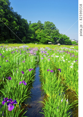 菖蒲が咲く狭山丘陵北山公園 82599358