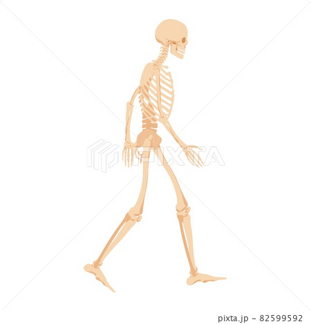 Walking Human Skeleton Anatomical Structure Of のイラスト素材