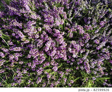 Verbena bonariensis known as purpletop, clustertop, South American, Brazilian or Argentinian vervain Verbena bonariensis known as purpletop, clustertop, South American, Brazilian or Argentinian vervain 82599926