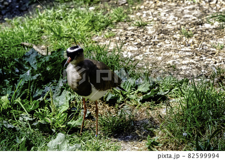 Crowned lapwing (Vanellus coronatus), known as crowned plover - Kenya Crowned lapwing (Vanellus coronatus), known as crowned plover - Kenya 82599994