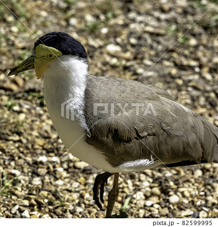 Vanellus miles known as masked lapwing, masked or spur-winged plover Vanellus miles known as masked lapwing, masked or spur-winged plover 82599995