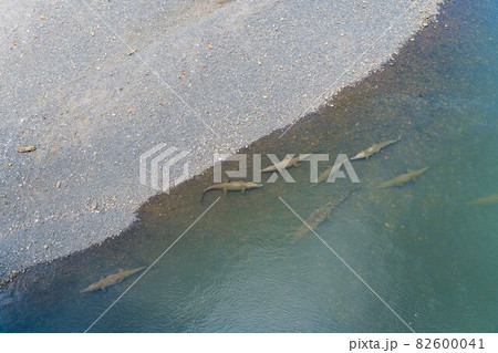 Aerial view of crocodiles on the bank of a river 82600041