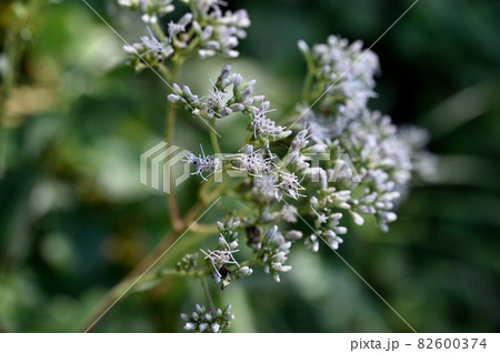ヒヨドリバナの花 ヒヨドリバナの花 82600374