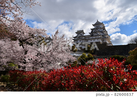 日本の兵庫県の姫路市 世界遺産で国宝でもある姫路城 春の桜と青空と立派な天守閣 日本の兵庫県の姫路市 世界遺産で国宝でもある姫路城 春の桜と青空と立派な天守閣 82600837