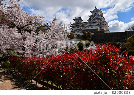 日本の兵庫県の姫路市　世界遺産で国宝でもある姫路城　春の桜と立派な天守閣　城内に咲く赤い植物 82600838