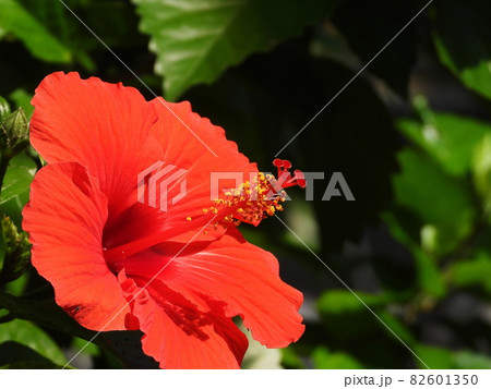 ハイビスカス　Hibiscus 82601350