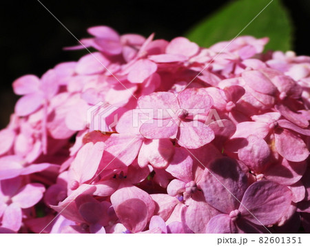 アジサイ Hydrangea macrophylla アジサイ Hydrangea macrophylla 82601351
