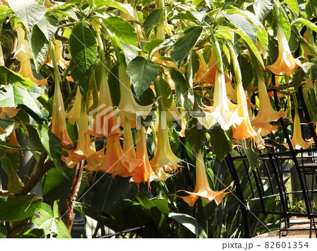 トランペットツリー ANGEL'S TRUMPET TREE トランペットツリー ANGEL'S TRUMPET TREE 82601354