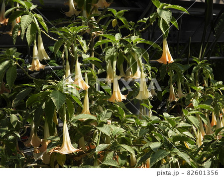 トランペットツリー ANGEL'S TRUMPET TREE トランペットツリー ANGEL'S TRUMPET TREE 82601356