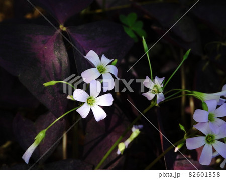 オキザリス　Oxalis 82601358