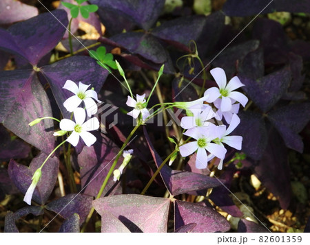 オキザリス　Oxalis 82601359