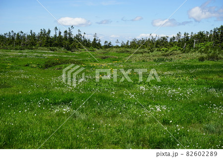 夏の八幡平は花の季節　八幡沼周辺 82602289