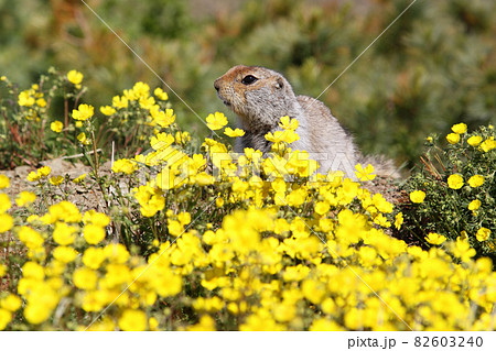 Gopher among yellow flowers Gopher among yellow flowers 82603240