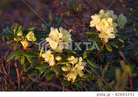 Blooming Rhododendron aureum Blooming Rhododendron aureum 82603241