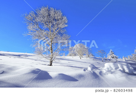 雪原の霧氷樹に朝日が当たる早朝の冬風景-7の写真素材 [82603498] - PIXTA