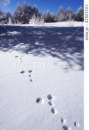 雪ウサギの足跡が森に続く雪原の冬風景 82603501
