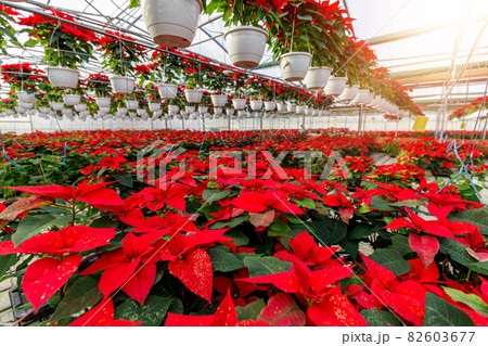 Poinsettia Cristmas flower. Greenhouse filled with Red holiday flowers plant in pots standing in rows and hanging. 82603677